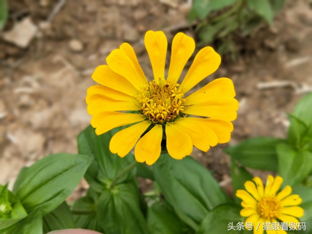 oppor11手机测评是否值得入手,oppor11s测评玩王者荣耀