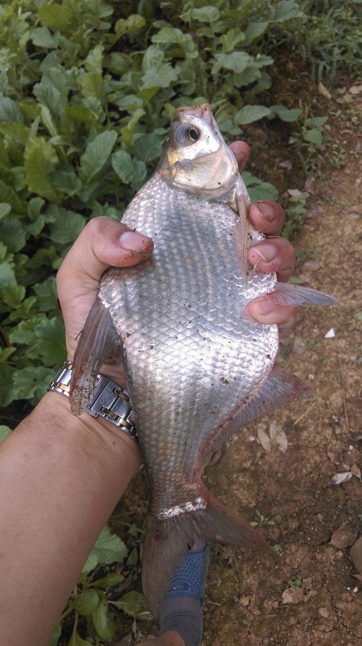 正宗武昌鱼多少根刺,武昌鱼和鳊鱼的鱼刺是一样的吗