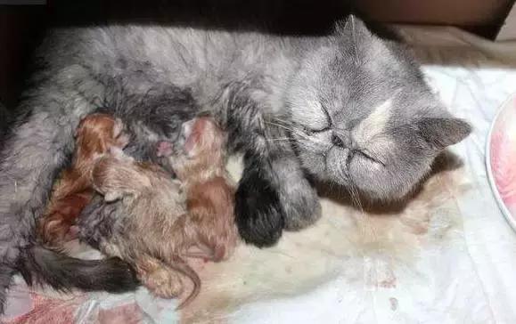 猫咪怀孕生产及产后护理
