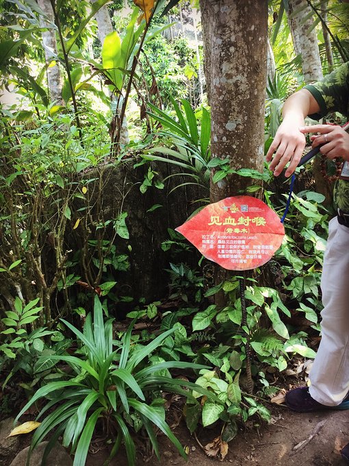 三亚呀诺达半天能玩完么,三亚旅游哪里吃海鲜最便宜