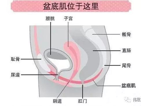 男性盆底松弛是怎么造成的,盆底松弛引起便秘吃什么药