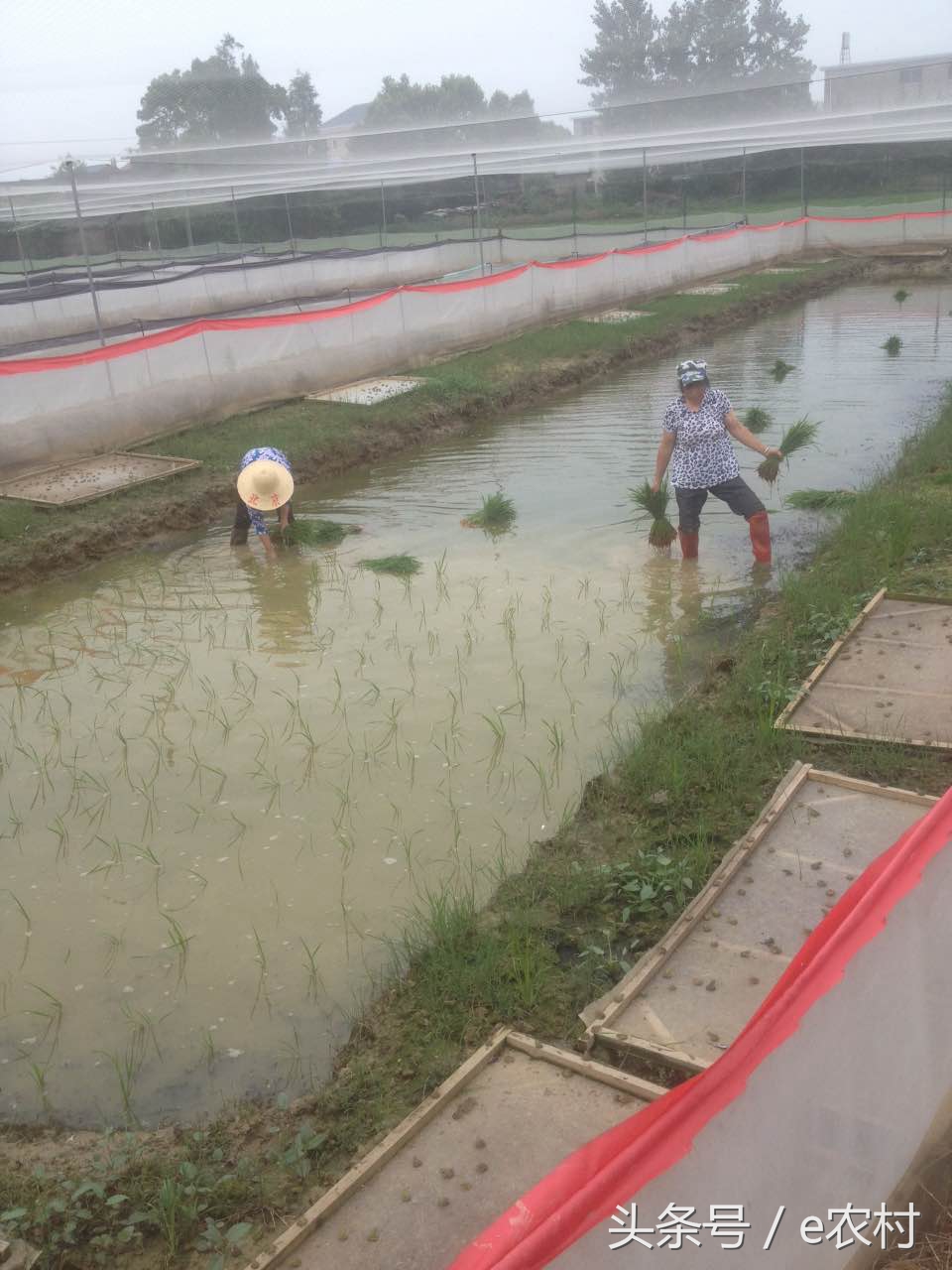 致富经养石蛙近期视频,cctv7致富经2016