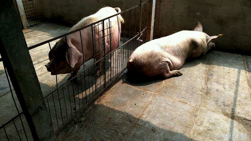 公猪母猪如何防止热应激,母猪热应激不吃食怎么办