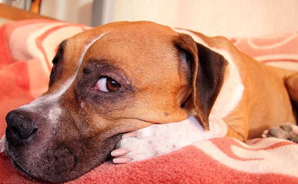 狗狗的日常养护和注意事项,狗狗日常护理需要注意的五大事项