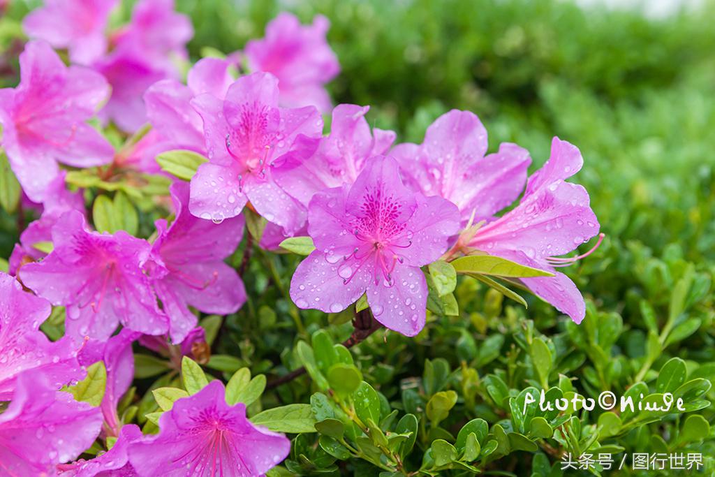 去丽江住客栈好还是住民宿,去丽江客栈还是酒店