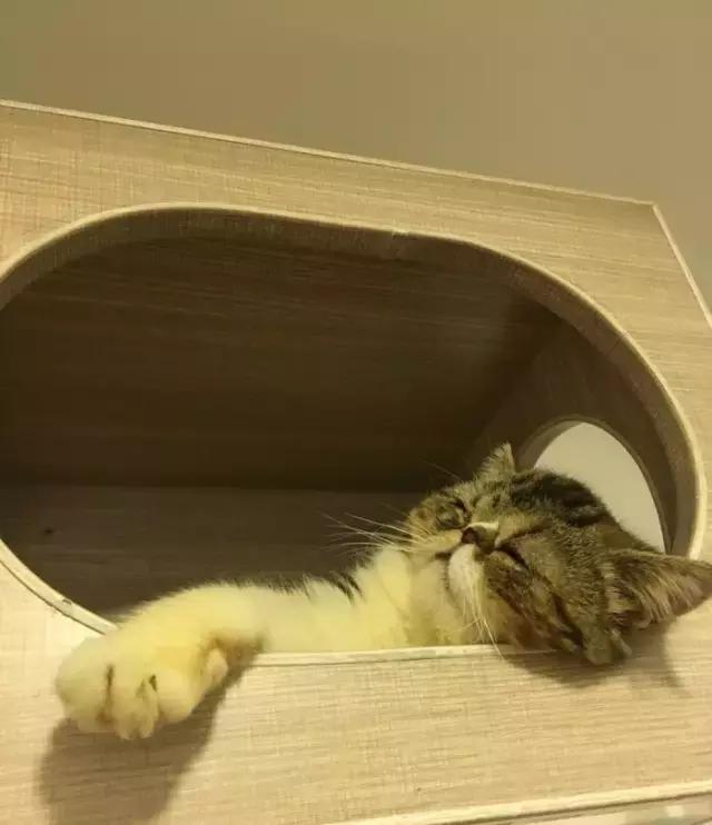 萌出血!九江这几家的撸猫店喊你来撸猫啦!美食与猫兼得!