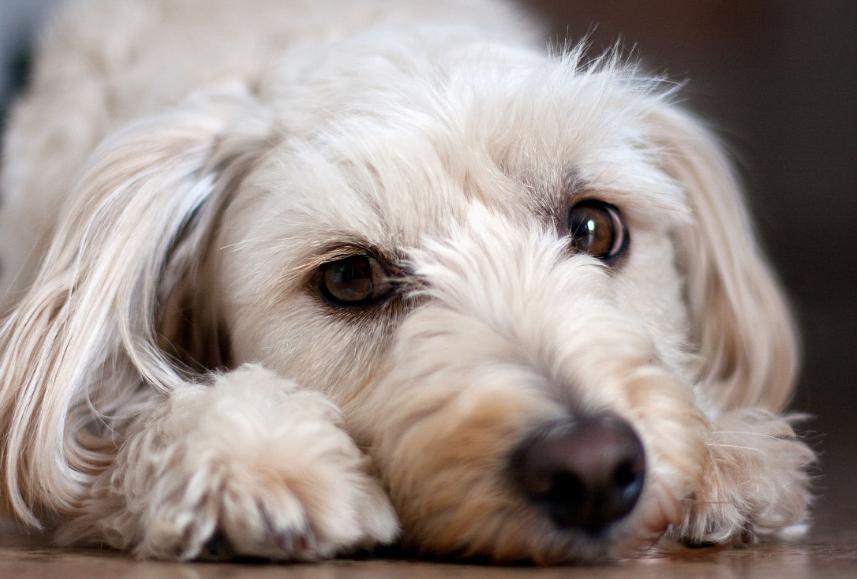 狗狗的日常养护和注意事项,狗狗日常护理需要注意的五大事项