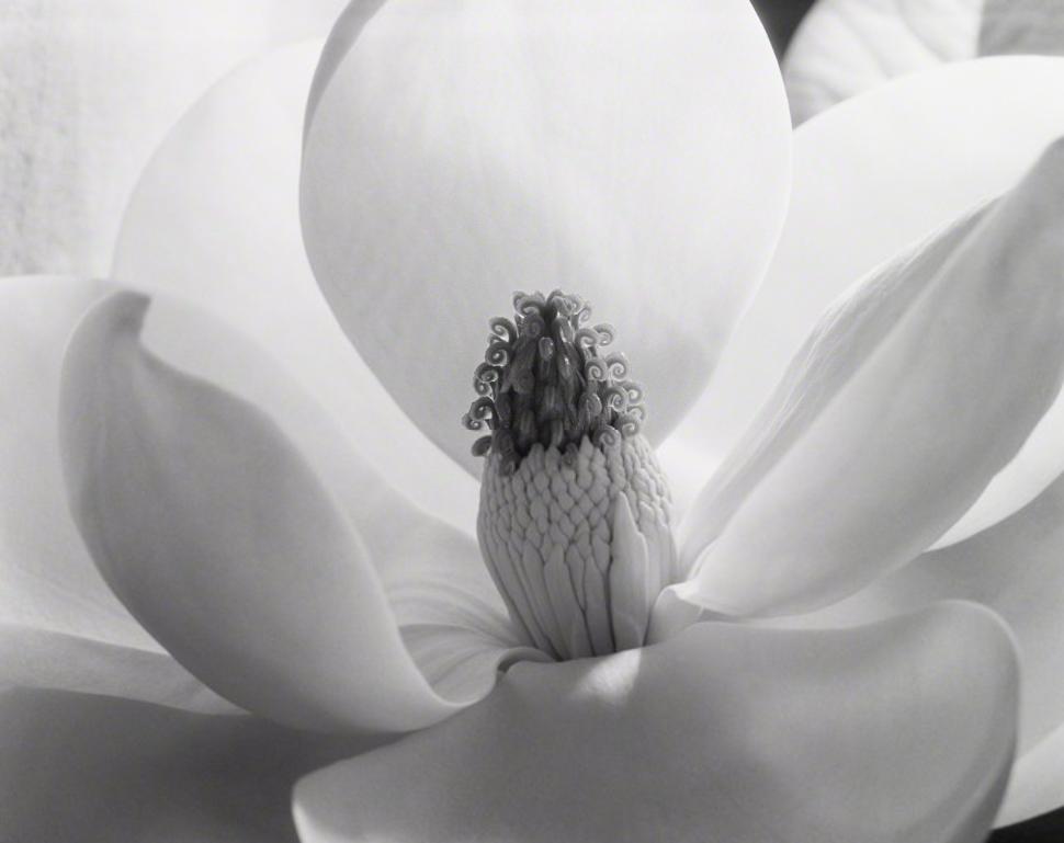 世界最著名花卉作品,西方美术史经典名画