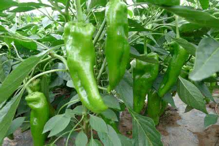 艳红辣椒高产栽培管理技术,秋茬辣椒管理技术