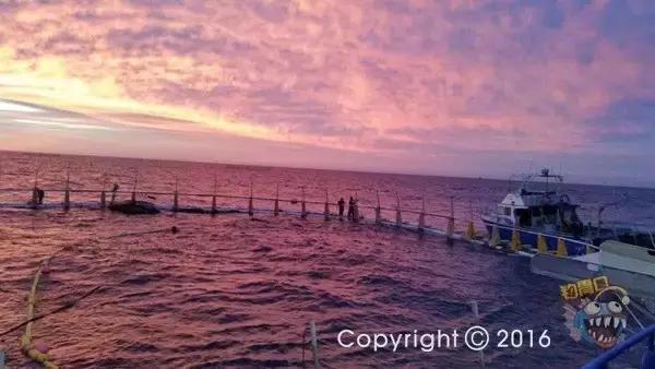 金枪鱼一般吃什么,金枪鱼要怎么吃才好吃