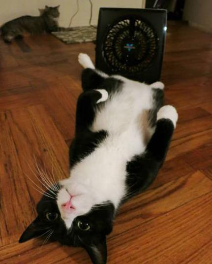 夏天放沙发上的凉席有哪些,夏天现在买什么凉席最流行