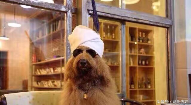 巨型贵宾站起来走路像个小公主,巨型贵宾走路视频