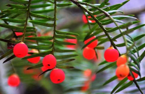 重庆各区必去的景点推荐,重庆的景点必游排名