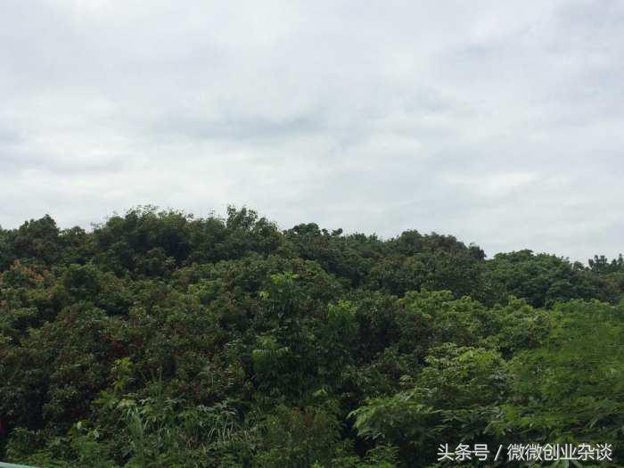 荔枝丰收季节硕果累累挂满枝头,红彤彤的荔枝