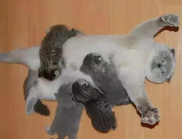 猫咪产后护理,猫咪怀孕生产及产后护理图片