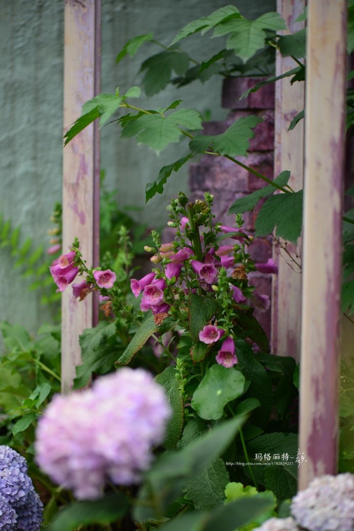 成都玛莉亚色彩花园,成都玛莉亚色彩花园电话