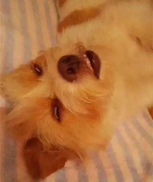 狗狗奔跑17公里,1700公里进藏的狗狗