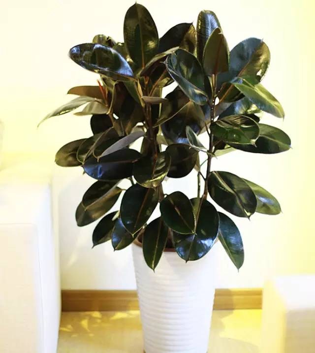橡皮树绿植养殖方法,家庭绿植橡皮树日常护理小技巧