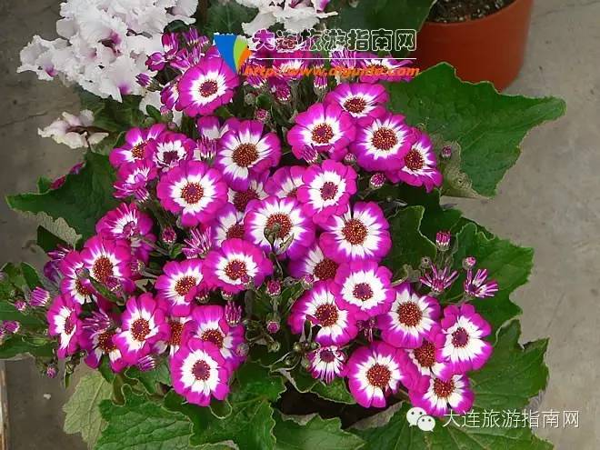 大连西郊超市,大连西郊园艺超市游记