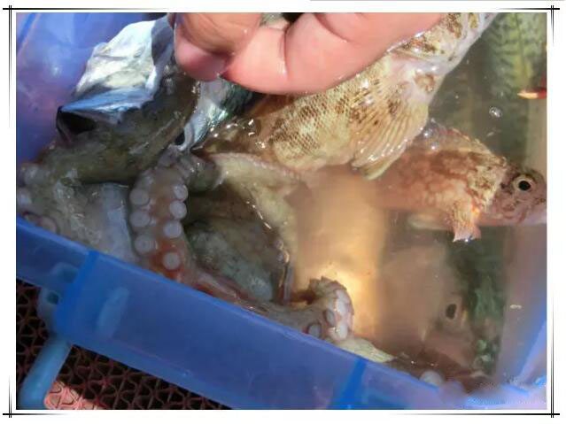 关于东方小希腊枸杞岛的一日游记 (嵊泗枸杞岛一日游攻略)