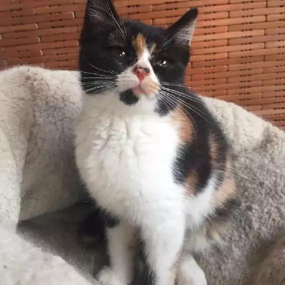 上海嘉定哪里有免费领养狗,瑶海区附近最近的宠物领养