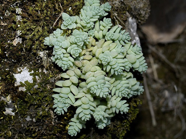多肉张狂起来,狂野型多肉