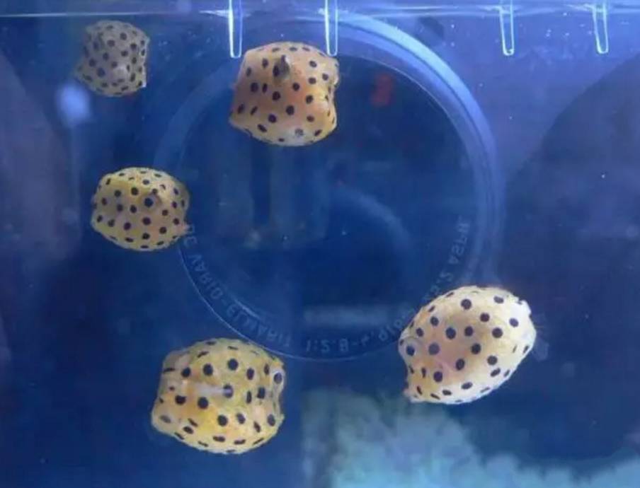 水质好的白点病自愈方法,白点病和水质有关吗