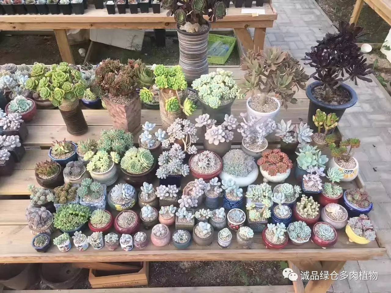 秀妍肉肉倒盆后的变化,多肉大棚展示图