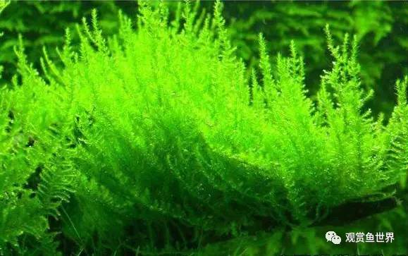 莫斯水草黑褐色,粉色莫丝水草