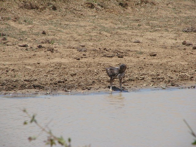 在斯里兰卡旅游必做的10件事,在斯里兰卡的难忘旅行经历