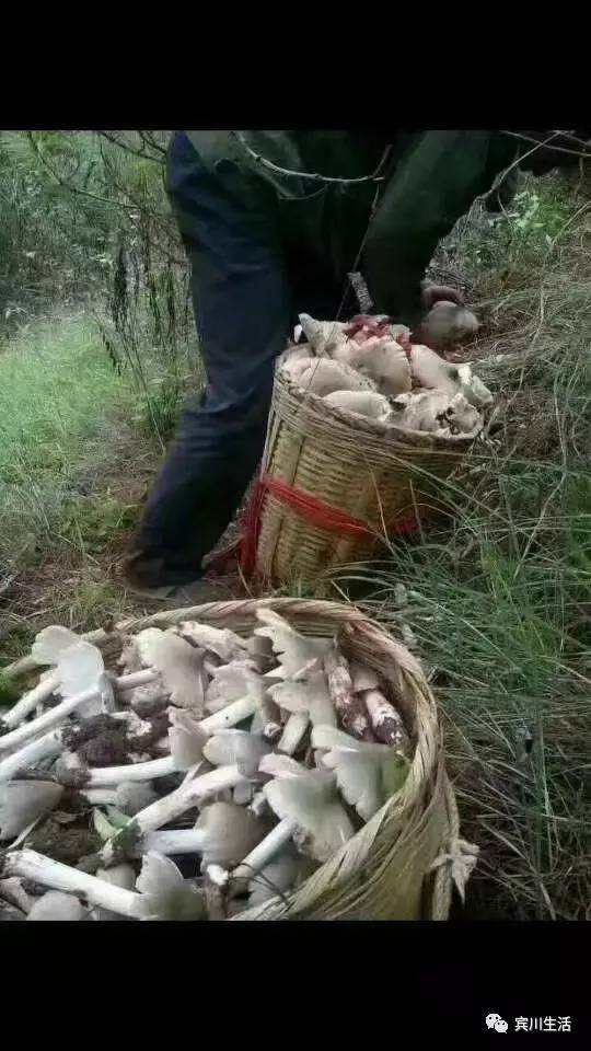 请不要对着手机流口水\^O^/宾川鸡足山正疯长的野生菌