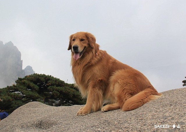 金毛萨克斯,金毛挑战全部视频