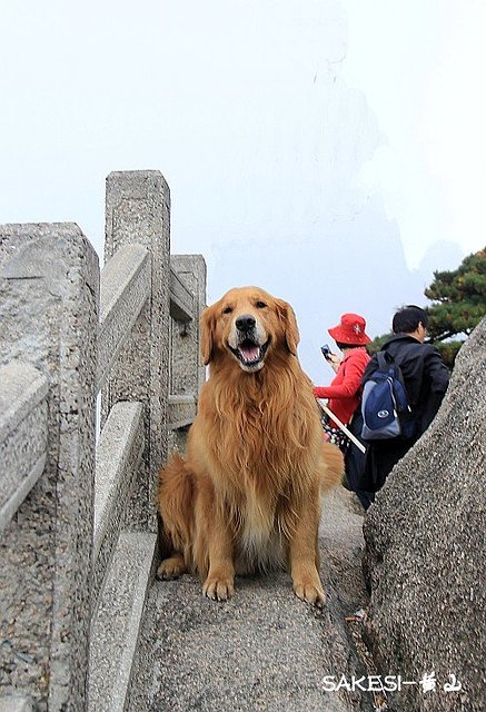 金毛萨克斯,金毛挑战全部视频