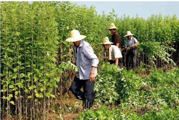 几月份艾草可以采摘了,艾草摘多了怎么保存更好