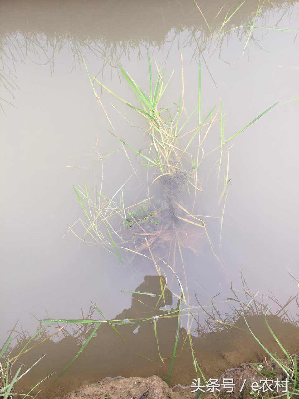 致富经养石蛙近期视频,cctv7致富经2016