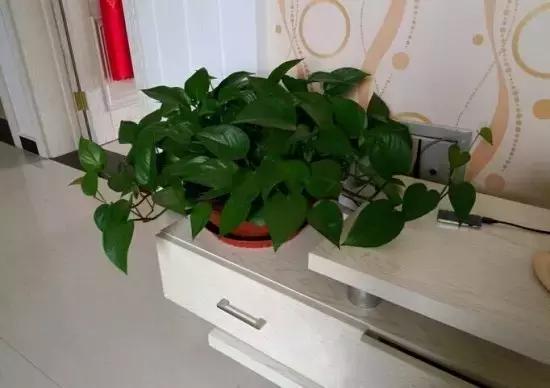 客厅适合摆放的十大植物除甲醛,客厅吸甲醛植物有哪些