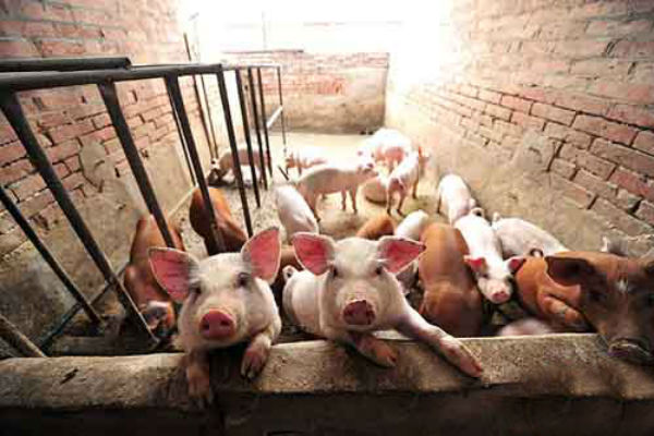 猪光吃不长肉正确方法,喂了半年的猪光吃不长是怎么回事