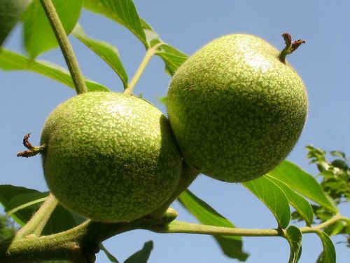 乾隆盘玩核桃,文玩核桃的发展历史