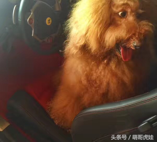 巨型贵宾站起来走路像个小公主,巨型贵宾走路视频