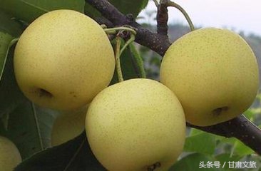 去兰州带什么礼物回来,兰州特产吃的送人一览表