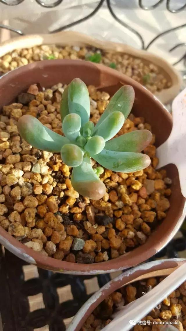 多肉爱好者必须养的有哪些多肉,心头肉多肉