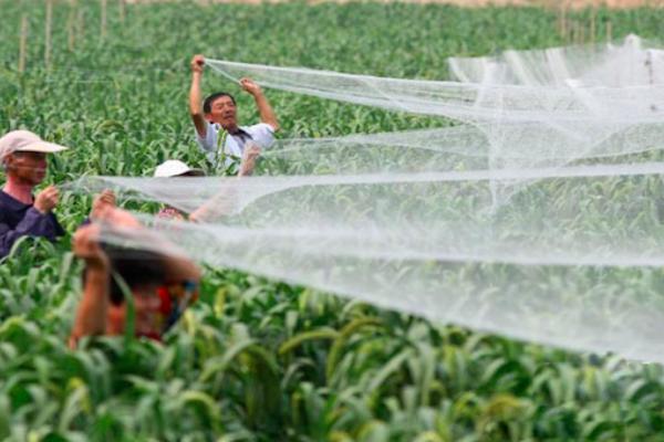 一群喜鹊祸害庄稼视频,怎么防喜鹊偷鸡蛋
