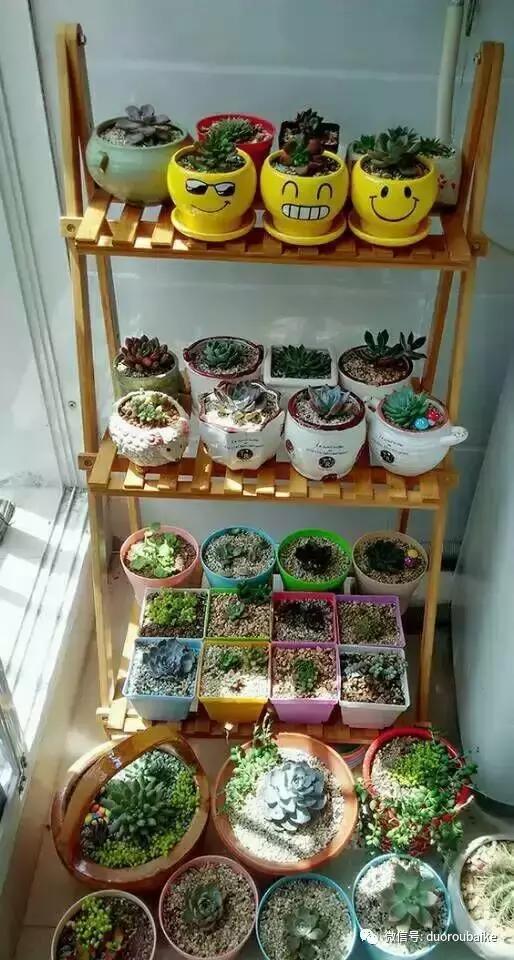 遇见多肉作品,和多肉邂逅的时光