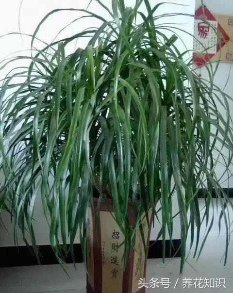 水养一年四季不黄叶的植物,水里加点什么花养得好