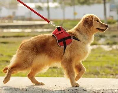 办狗证去别的城市怎么办,办狗证和不办狗证的区别