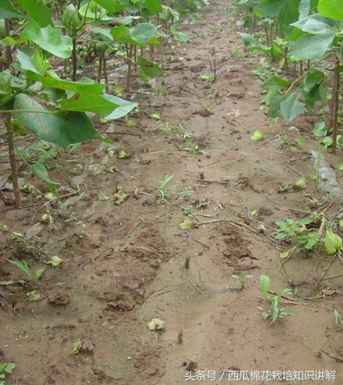 棉花蕾铃大量脱落，棉农很揪心不知怎么办？
