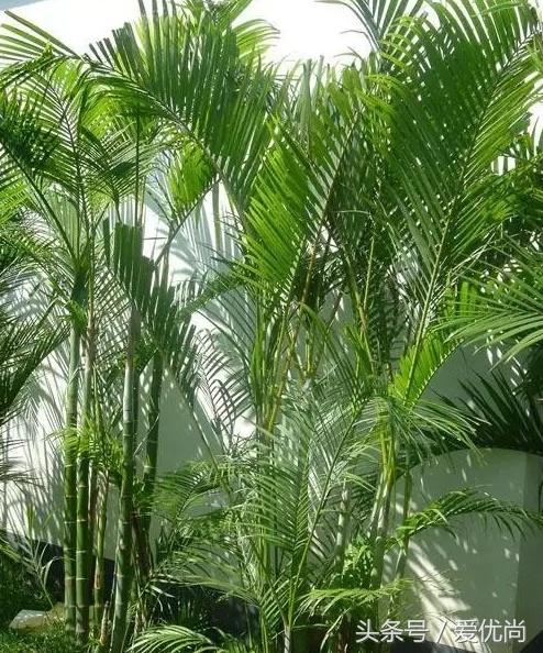 凤尾竹叶尖变黄发干怎么挽救,凤尾竹叶尖发黑变干怎么办