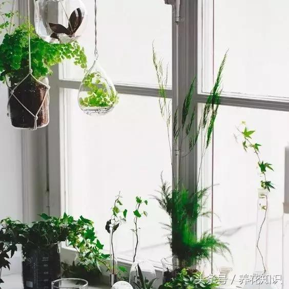 水养一年四季不黄叶的植物,水里加点什么花养得好