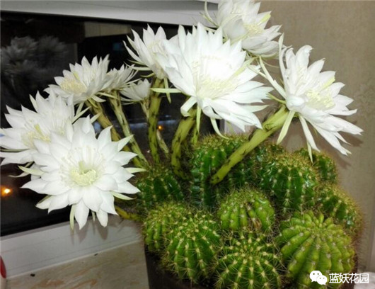 发财树的栽培与君子兰管理,发财树和君子兰可以放在阳光下吗