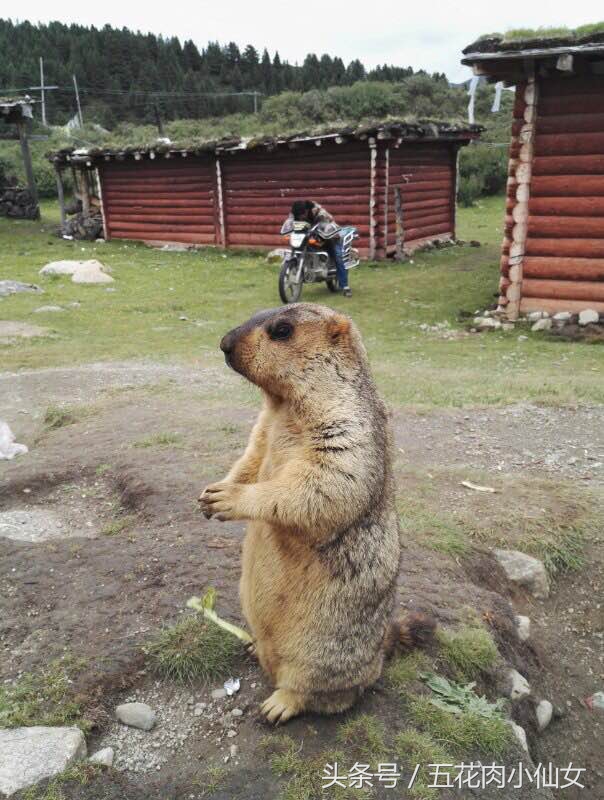 太漂亮成网红,说自己很漂亮的网红
